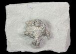 Bargain, Platycrinites Crinoid Fossil - Crawfordsville, Indiana #68490-1